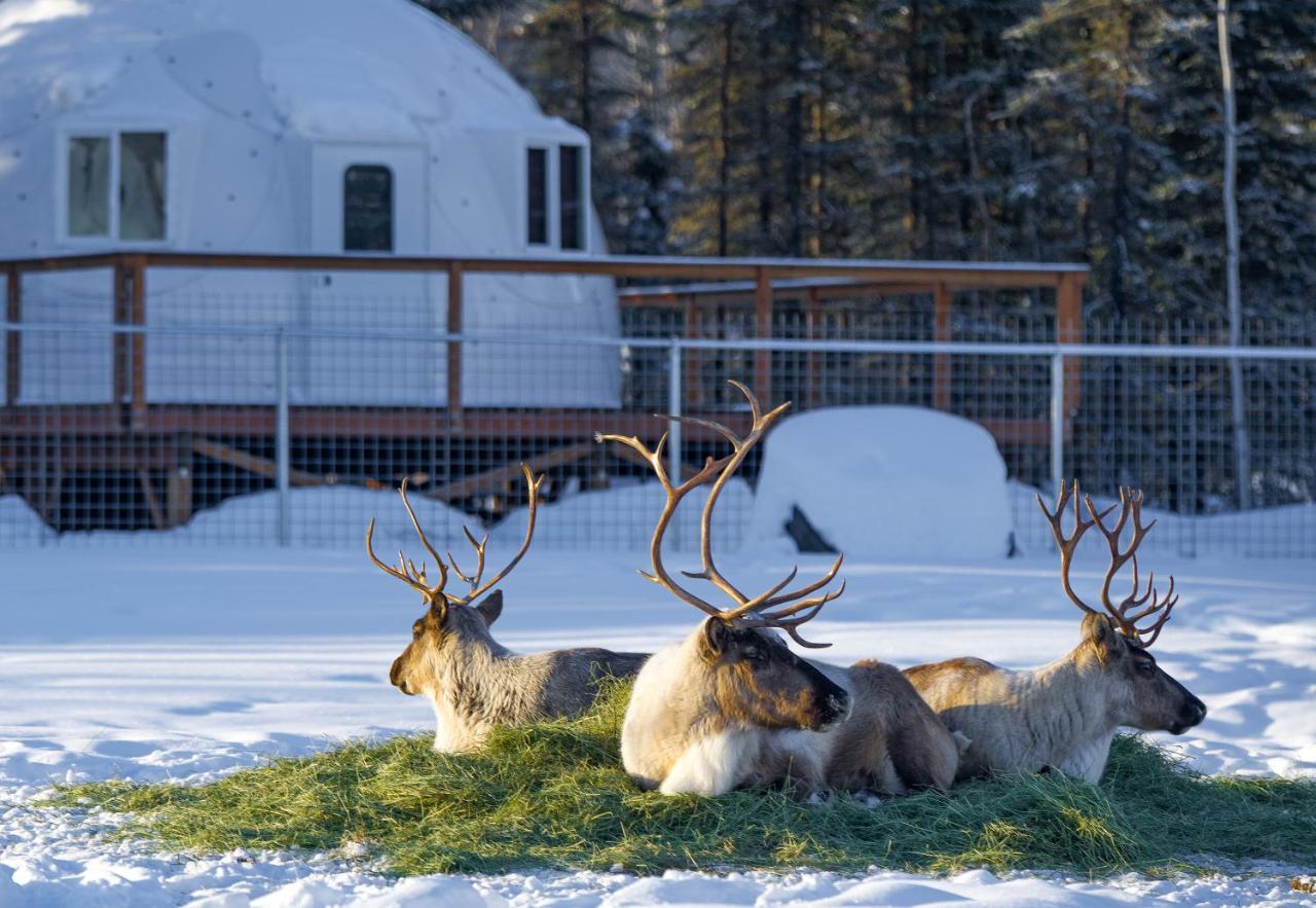 Вілла Pleasant Acres Reindeer Ranch Pleasant Valley Екстер'єр фото