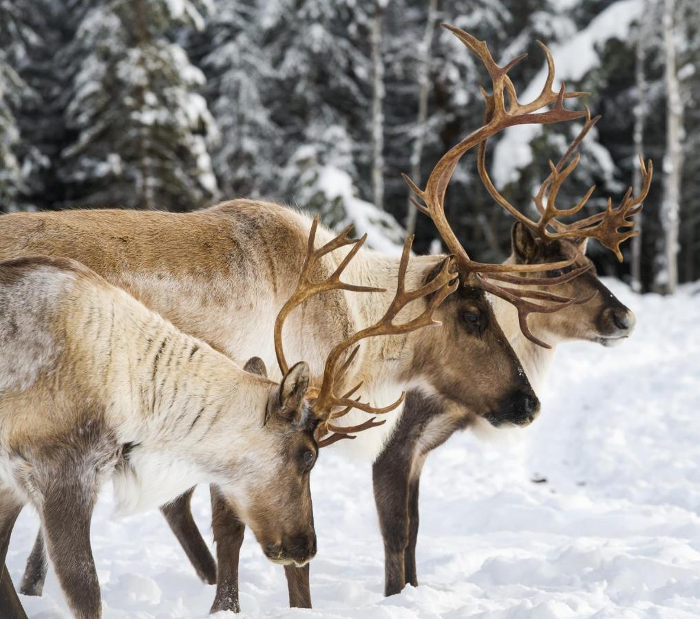 Вілла Pleasant Acres Reindeer Ranch Pleasant Valley Екстер'єр фото