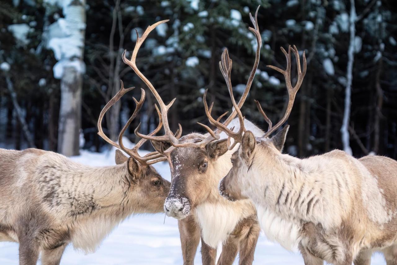 Вілла Pleasant Acres Reindeer Ranch Pleasant Valley Екстер'єр фото