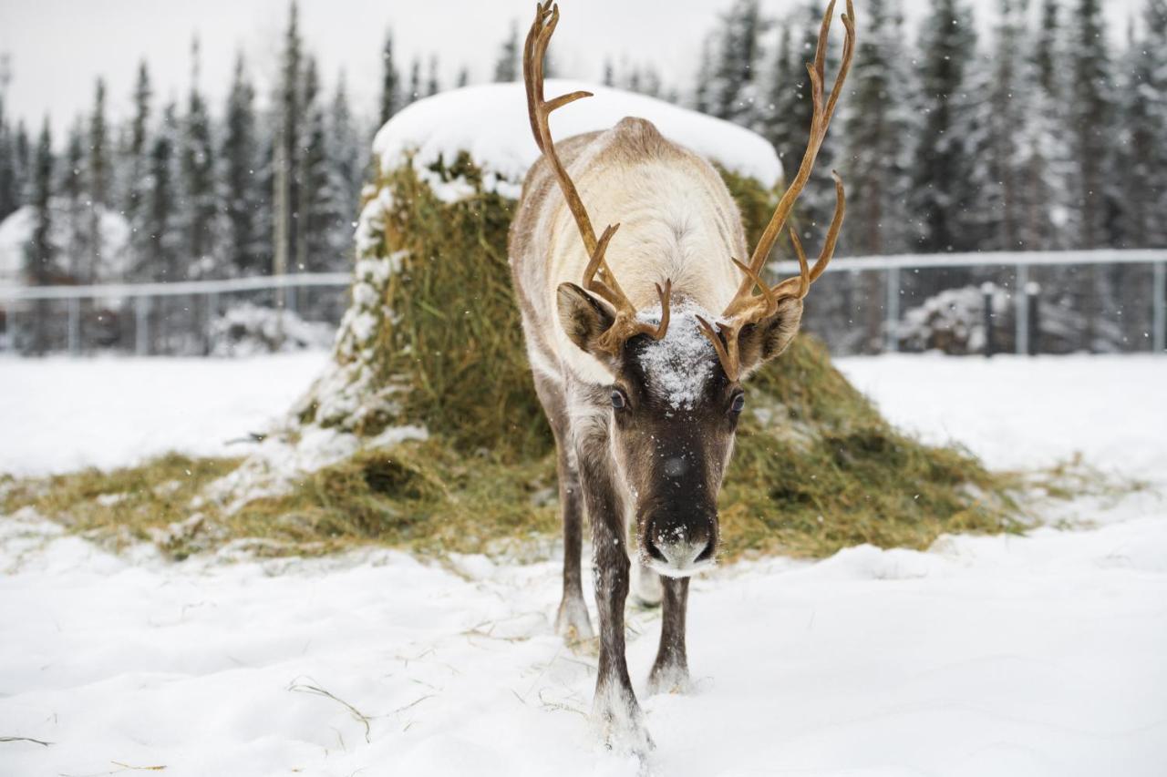 Вілла Pleasant Acres Reindeer Ranch Pleasant Valley Екстер'єр фото