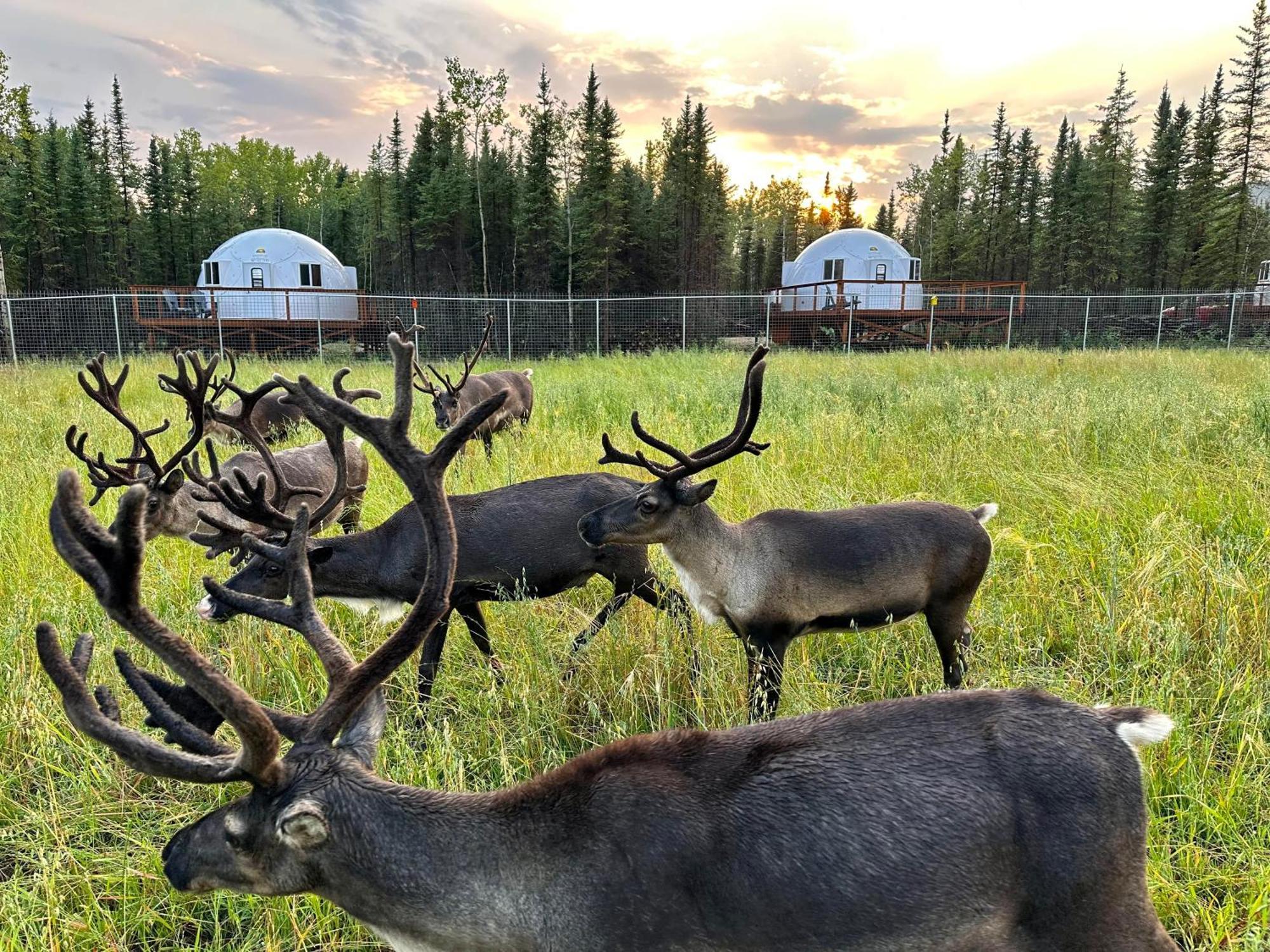 Вілла Pleasant Acres Reindeer Ranch Pleasant Valley Екстер'єр фото
